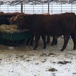 Reproductive failure in cattle: | Beef Magazine