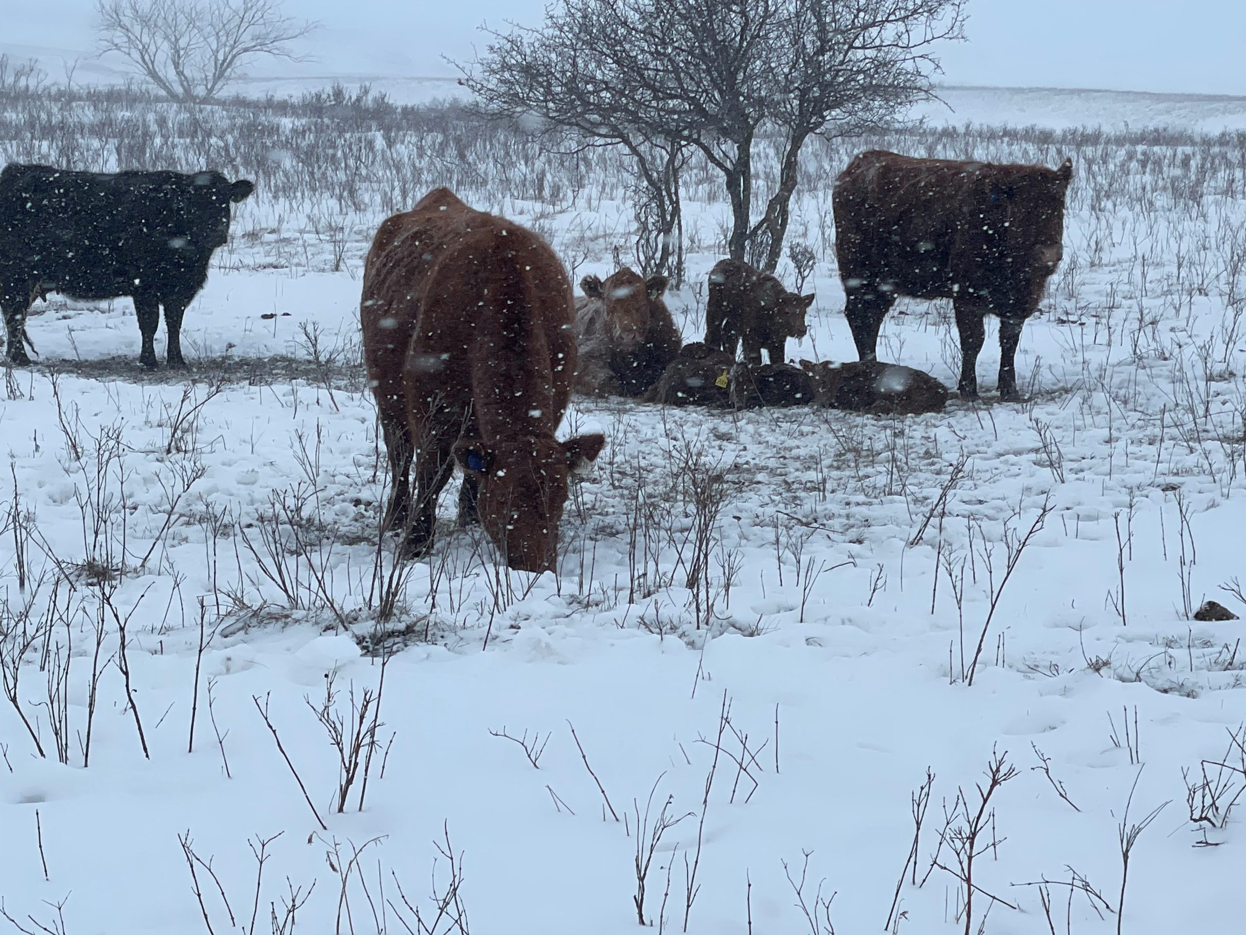 Winter weather requires major shift in cattle management