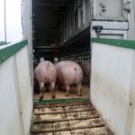 Fall, winter conditions may increase risk of coccidiosis infections