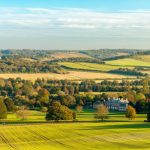 Those peas and queues | In Fiona's Garden