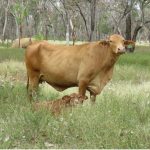 EU Droughtmaster cross steers top at 622c to return $1741 at Gracemere | Queensland Country Life