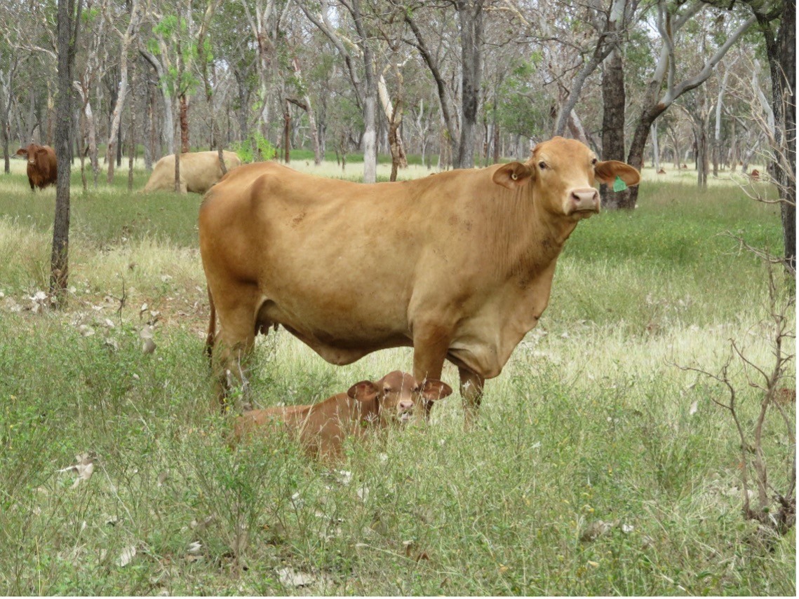 Latest NT crossbreeding trial reinforces potential performance gains