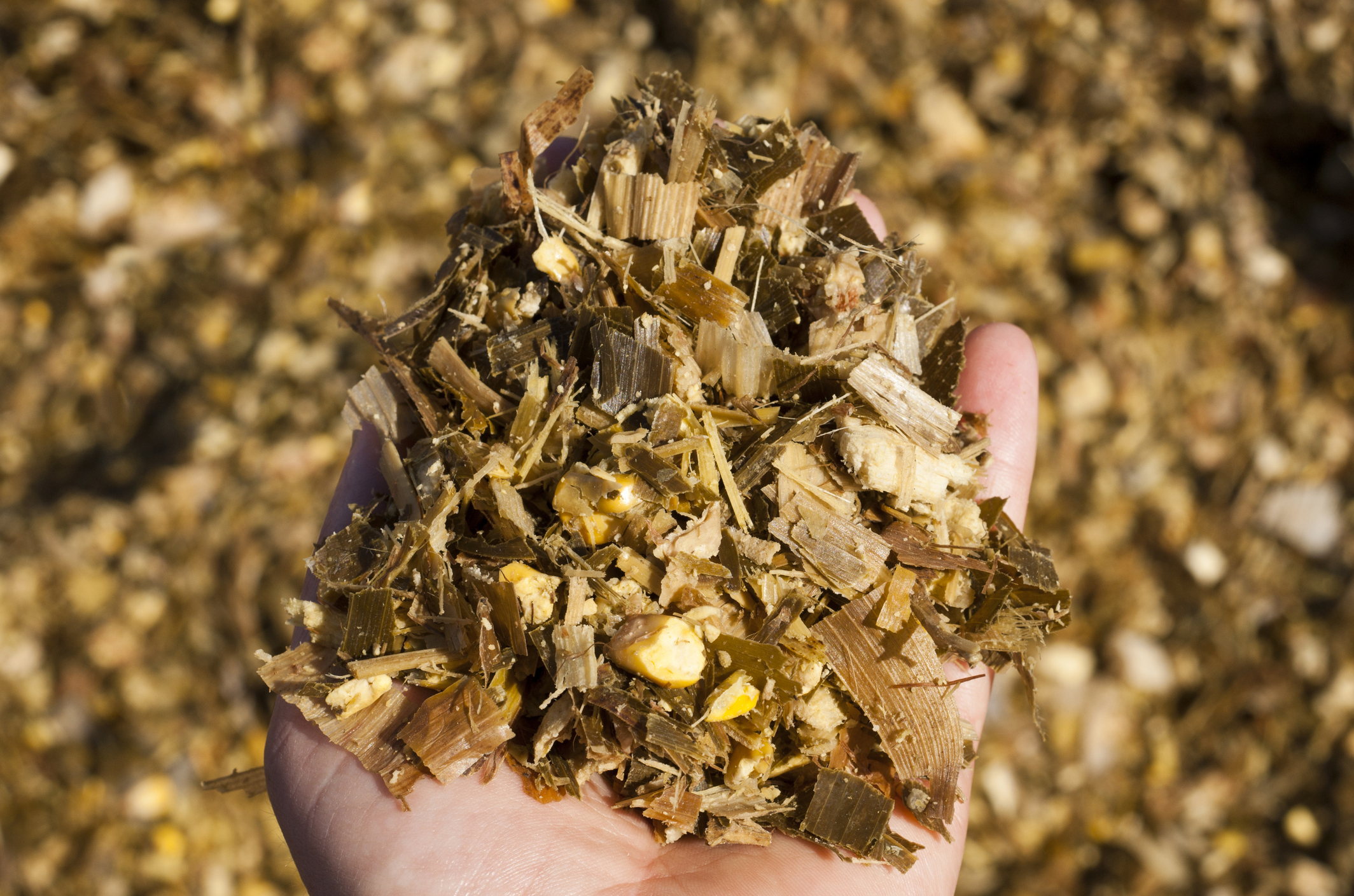 Do you have mold and mycotoxins in your silage?