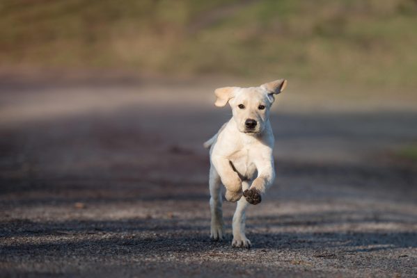 How to stop a dog chasing cars: Six tips from top dog-trainer Ben Randall