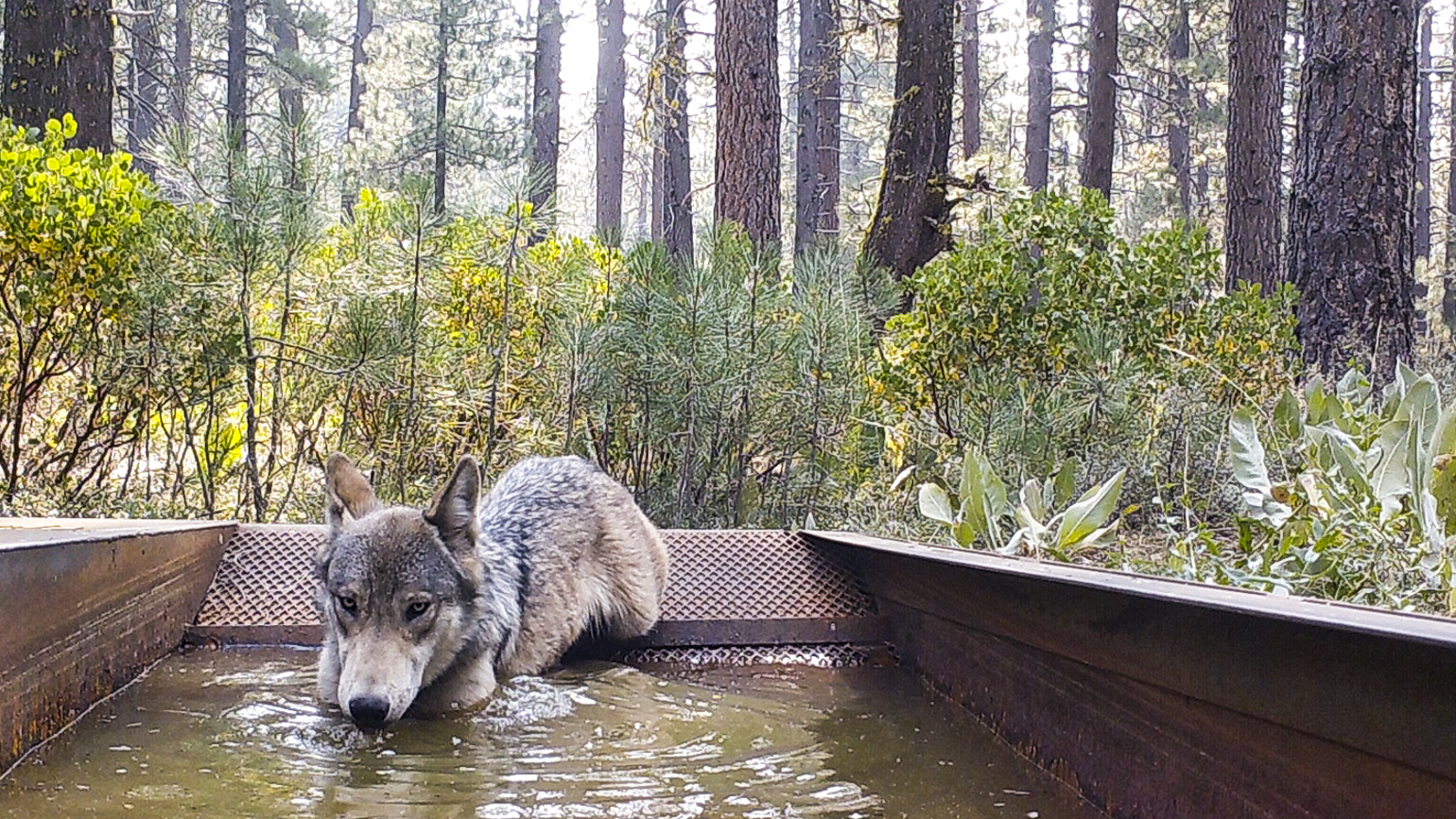 Wolf depredations spike in NorCal county