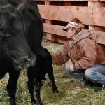 Manage feeding to help cattle handle cold stress