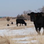 Scientist investigates use of melatonin to mitigate fescue toxicosis