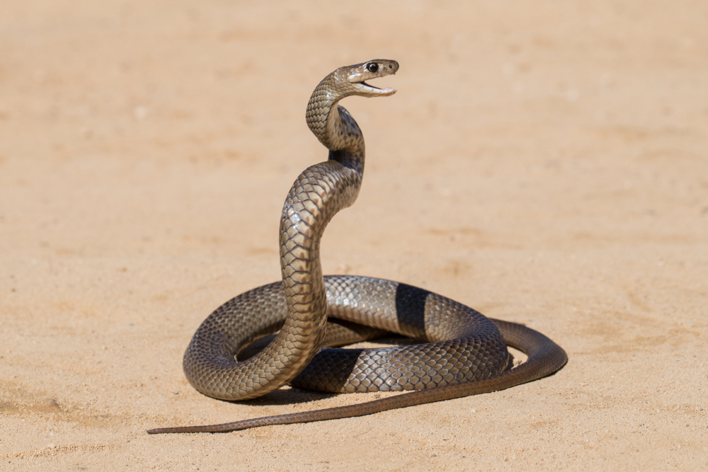 Warning about snakes on the plains