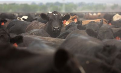 USDA moves forward with Cattle Contract Library