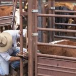 2023 Malanda Show Dairy Competition