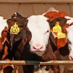 2022: Record year for U.S. beef exports; pork exports bouncing back