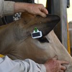 Secrets to measuring fertility in beef herds