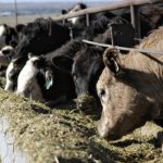 The importance of colostrum | Beef Magazine