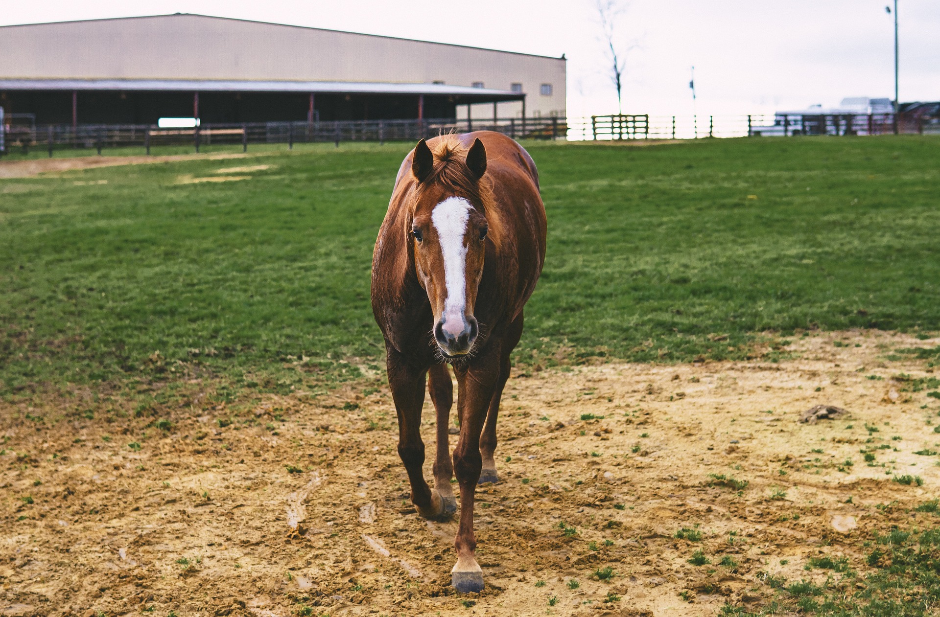 FDA cautions horse owners on Top of the Rockies alfalfa cubes