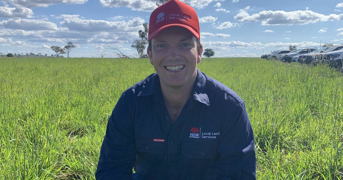 Feed pressure may decide pasture strategy