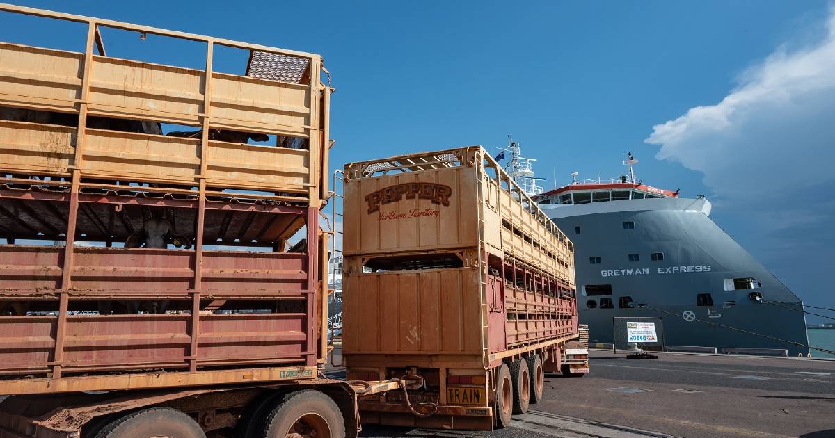 Live-ex cattle shipments ramp up