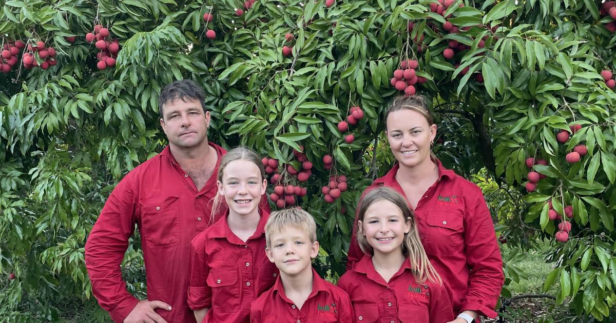 Lychee season kicks off in central Queensland