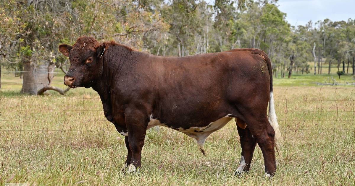 Shorthorns in demand