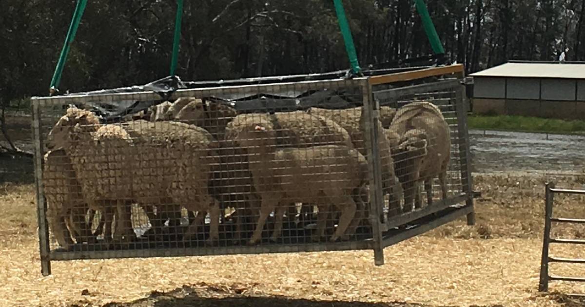 Watch as friends help Murray Brown airlift his sheep to safety