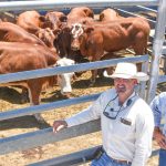 A quality yarding of weaners at Boyanup