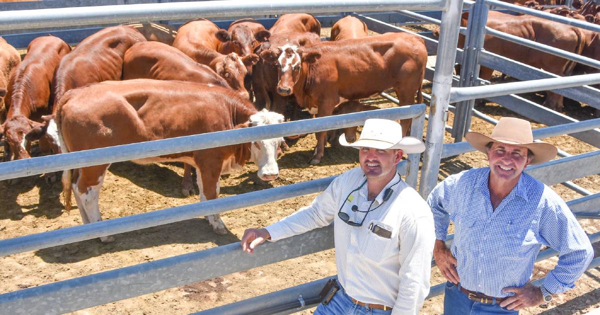 Cardona Santa Simmental cross heifers top market at 506c/kg as Emerald combined sale wraps up for 2022 | Queensland Country Life