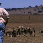 Western landholders reject national plans for electronic identification mandate