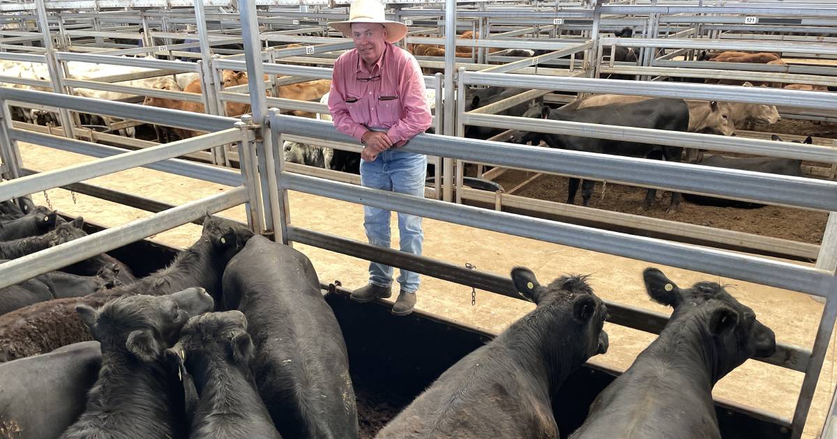 Guyra Angus steers make $2040 | The Land