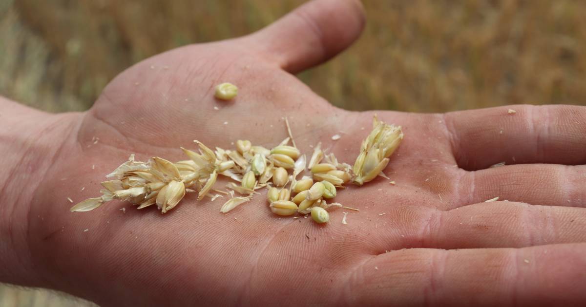 Australian Export Grains Innovation Centre educates wheat millers | Farm Weekly