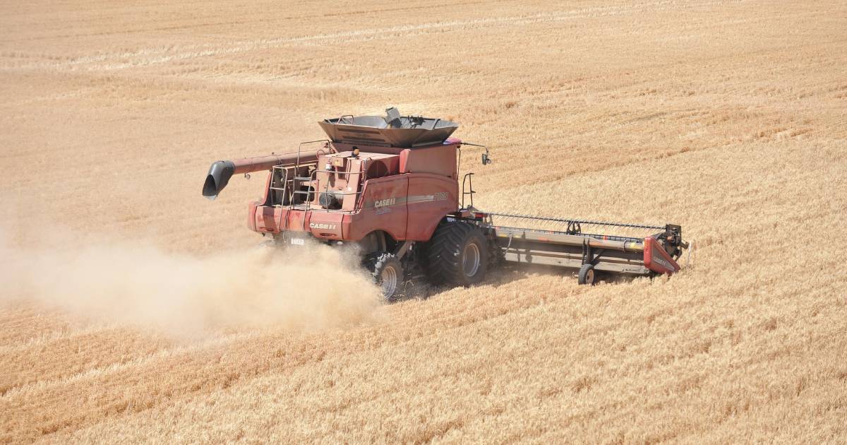 Sagging demand weighs on wheat