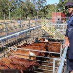 Cardona Santa Simmental cross heifers top market at 506c/kg as Emerald combined sale wraps up for 2022 | North Queensland Register