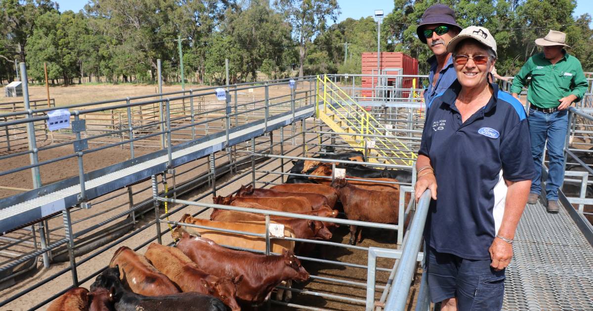 A quality yarding of weaners at Boyanup