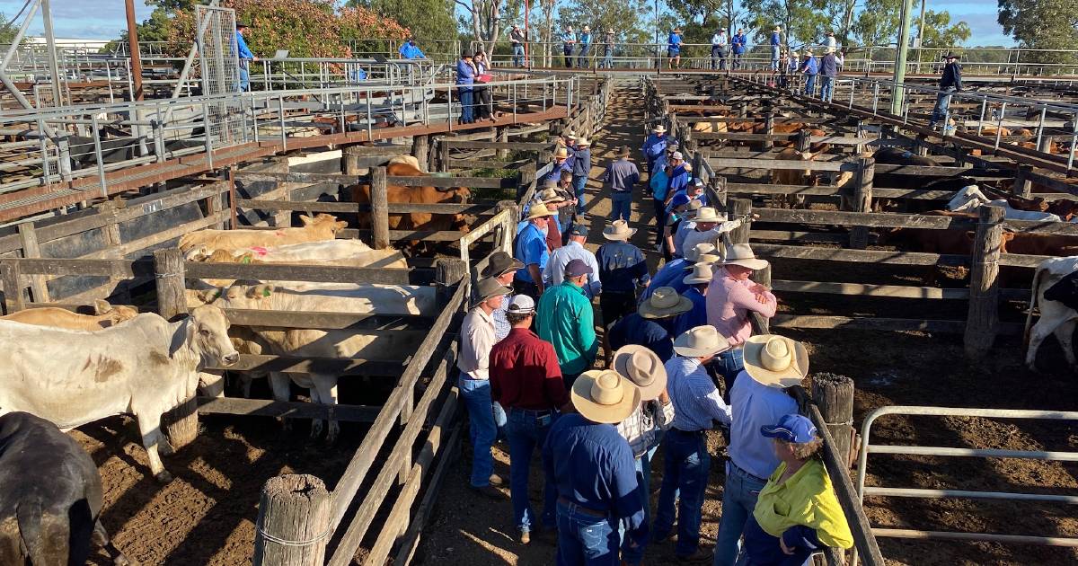 Cows and calves $2900 at Murgon