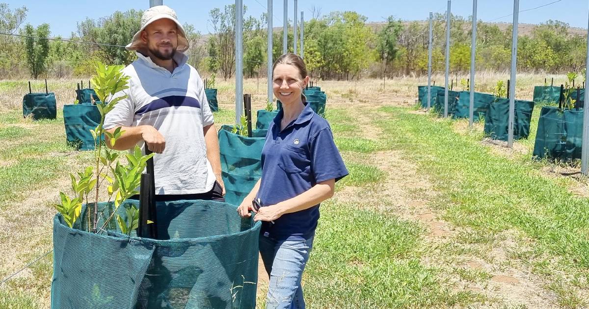 Trial grows northern cropping options