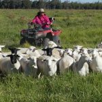 Fifth WA Charolais Society Silver Calf weaner comp a winner | Farm Weekly