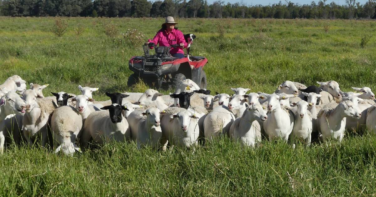 White family incorporates cropping, improved pastures and livestock in Moonie operation | Queensland Country Life