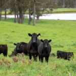 USDA moves forward with Cattle Contract Library