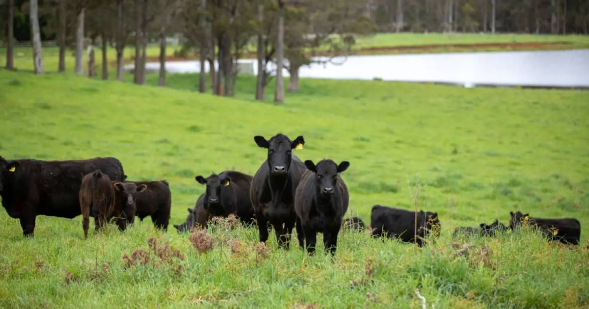 Park-like New England cattle country delivers | Video