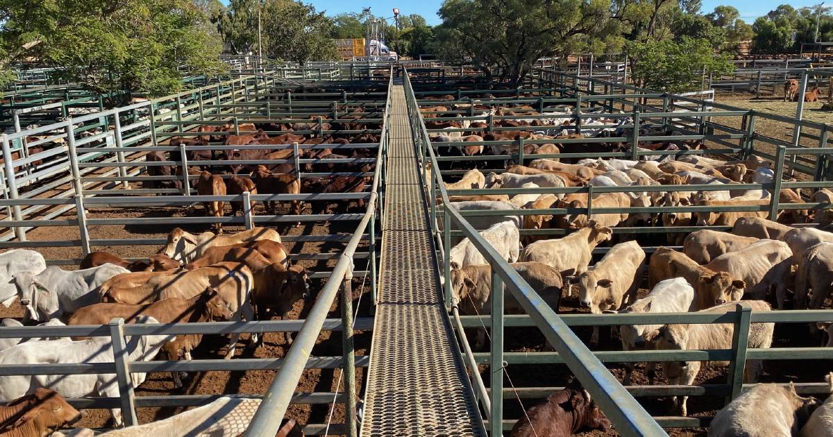 Weaner steers sell to 582c, average 551c at Blackall | Queensland Country Life