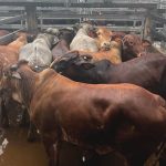 Cattle Australia legal challenge adjourned