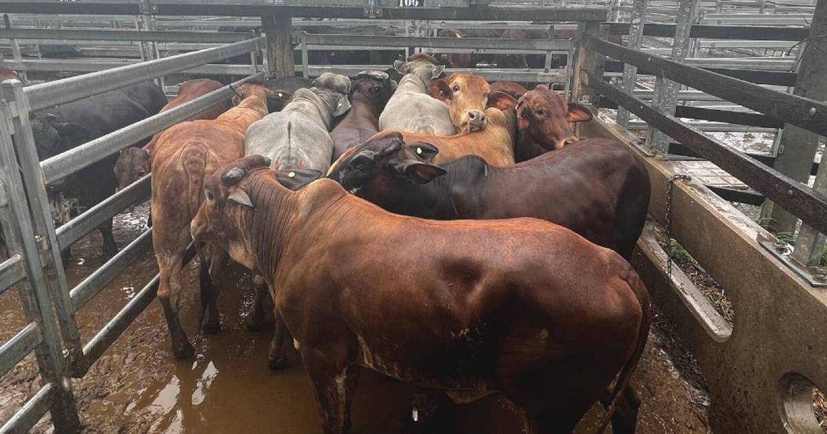 Lighter and feeder cattle prices hold steady at Gracemere