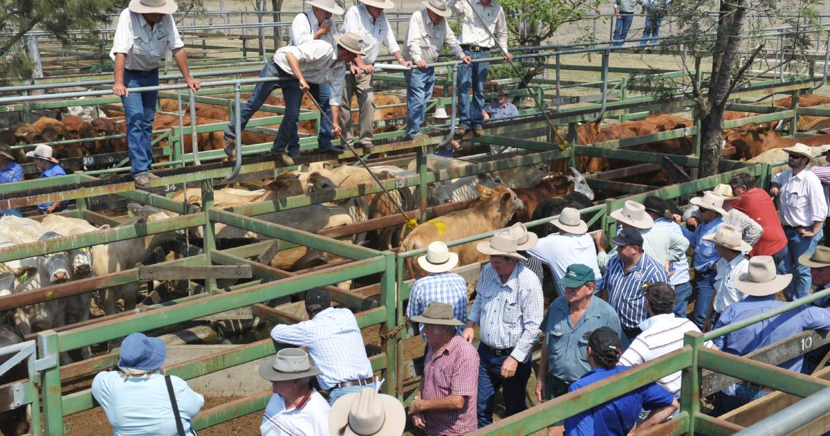 Weaner steers make 539c/$1128 at Moreton | Queensland Country Life