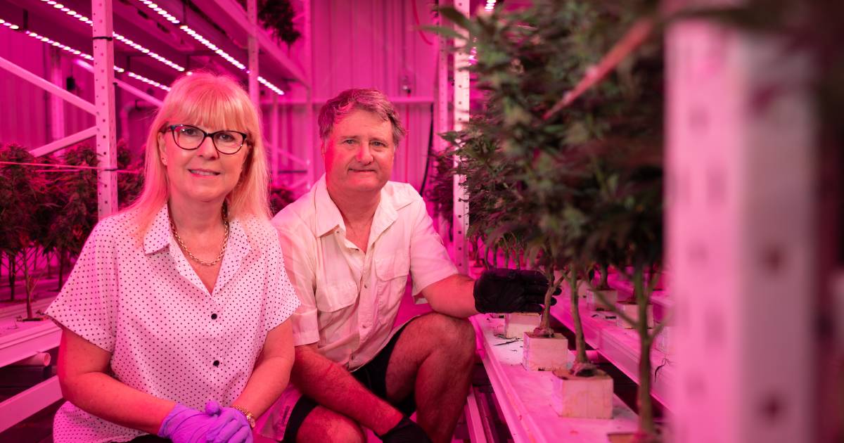 Inside one of Queensland's first medicinal cannabis flower farms