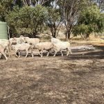 Tractor and motorbike collide, killing two