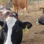 Lowering cow costs leads to improvements