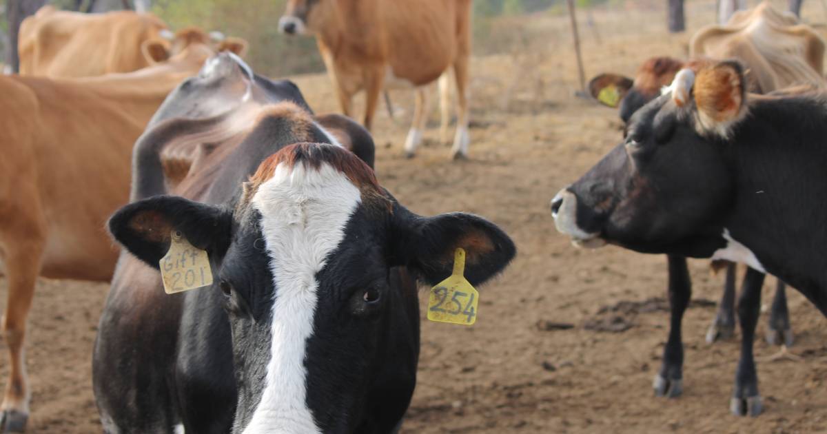 Scenic Rim dairy farmers in a better position thanks to milk price increase | Queensland Country Life