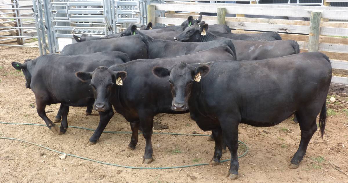 Looking at ways of measuring fertility in beef herds