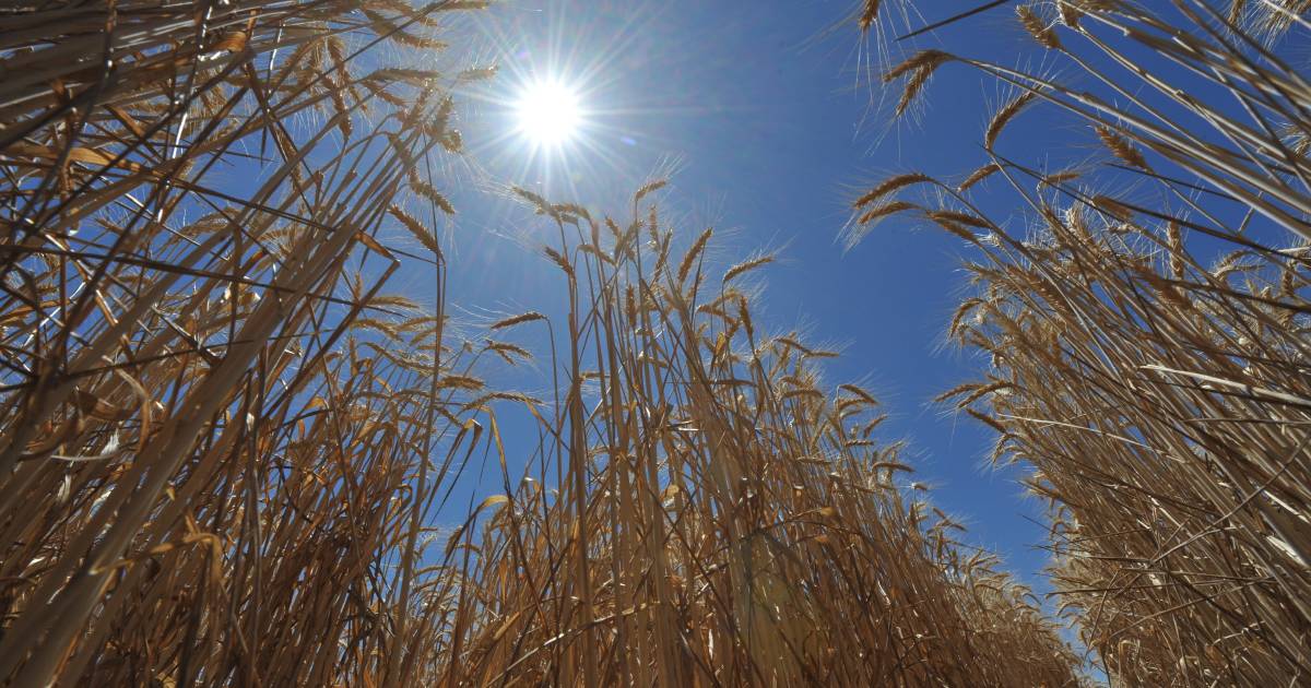 Why is wheat feeling the heat this summer? | Grain Wrap | The Land