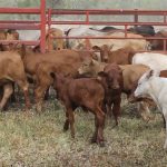 Big cattle slaughter figures weigh on price | Prime market update