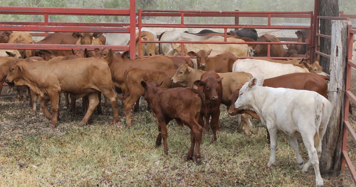 Stocking rate and grazing management are key factors to producing more calves