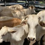 Barkly Homestead back in business after fire